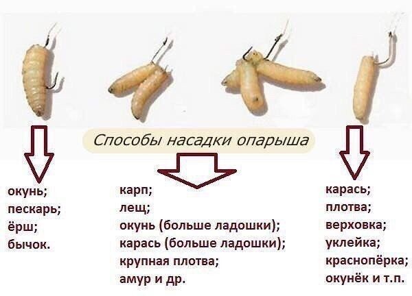 Вариант насадки опарыша для разной рыбы