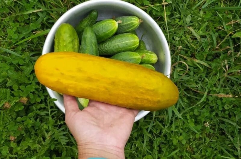 Как я собираю семена огурцов в домашних условиях. Просто и надёжно