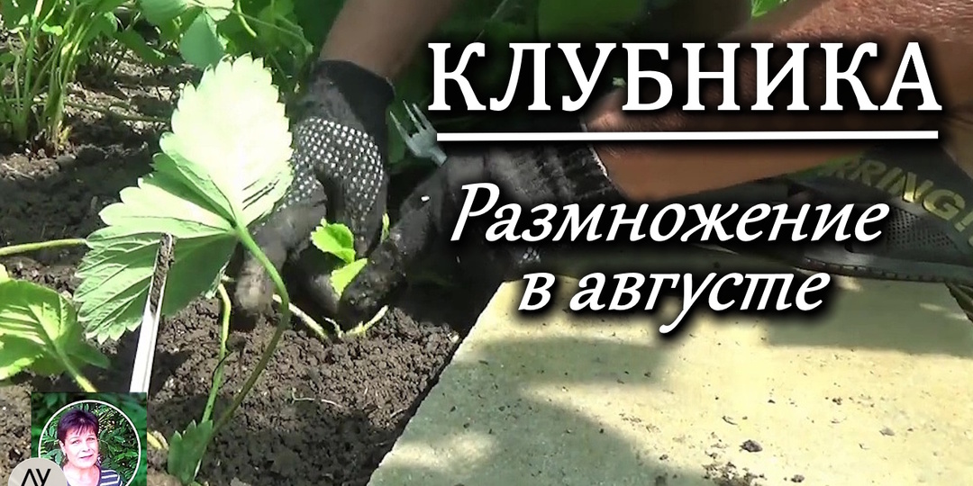 Пересадка клубники в августе: как размножить усы и получить урожай уже в следующем году