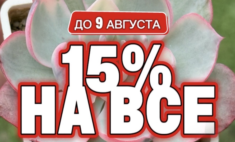 Августовский всплеск: скидка 15% на суккуленты из моей коллекции