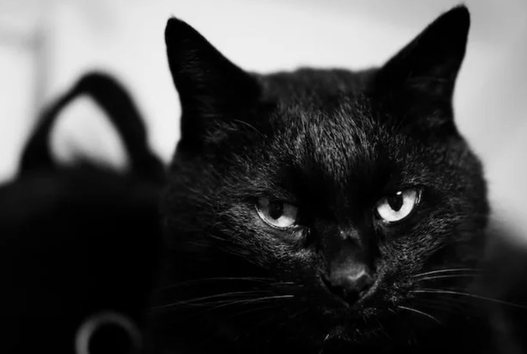 ЧЕРНАЯ КОШКА