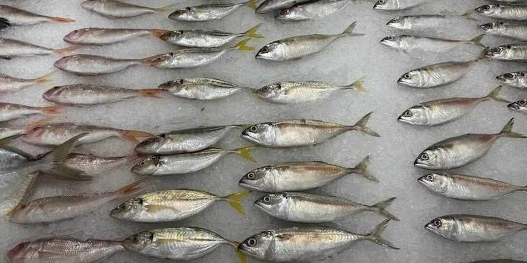 Матиас или сельдь: в чем разница и какая рыба считается полезнее и вкуснее