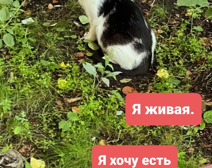 Накорми