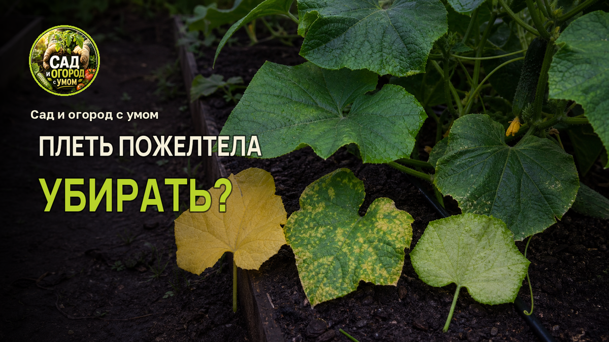 Пожелтевшую плеть оценивают целиком: от макушки и завязей до основания.