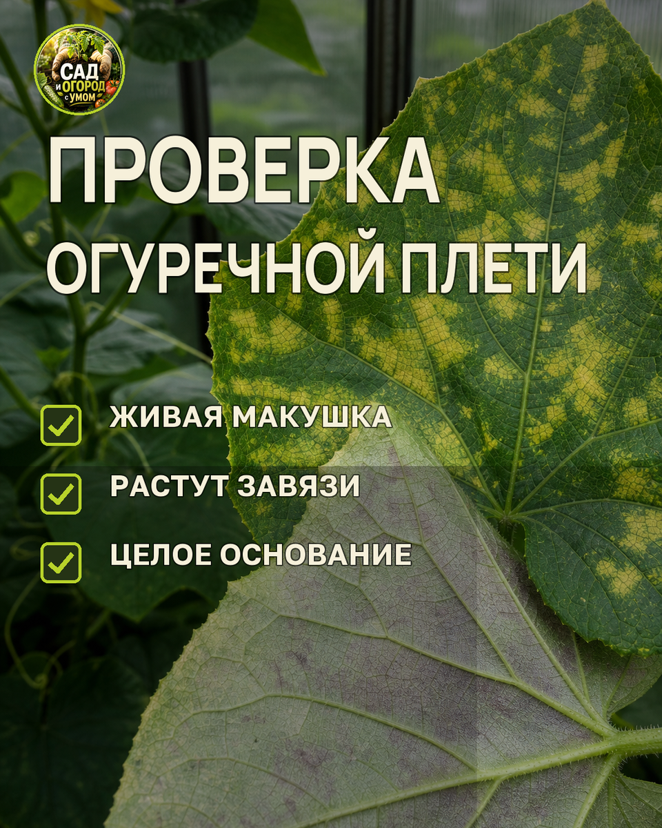 Живая макушка и растущие зеленцы — главный довод оставить плеть.