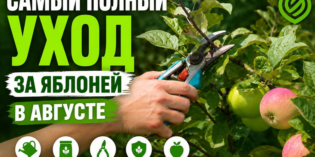 Самый полный уход за яблоней в августе
