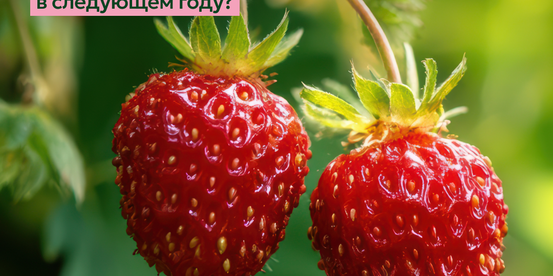 🍓 Уход за клубникой после плодоношения: что сделать в августе, чтобы не остаться без ягод в следующем году