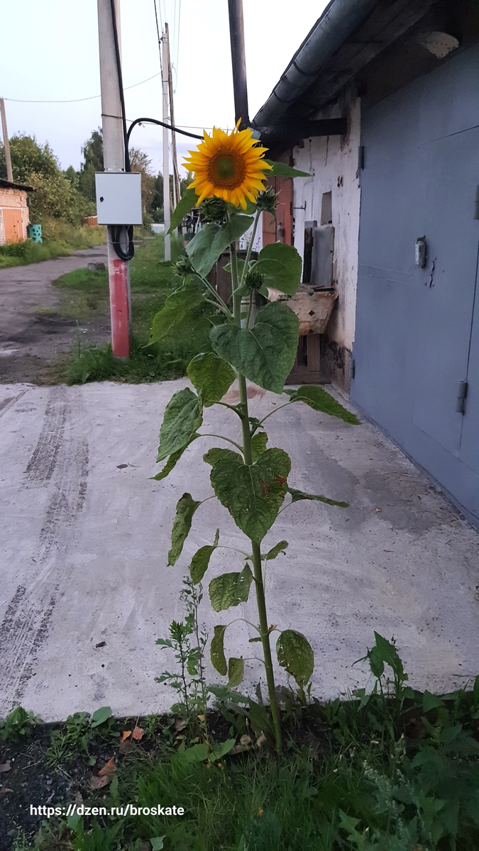 (На фото случайный подсолнух у гаража.)