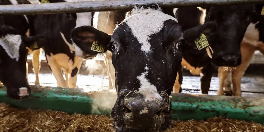 🐄 «Обыкновенное скотство»: почему в Сибири yничтoжaли коров и что об этом говорят эксперты