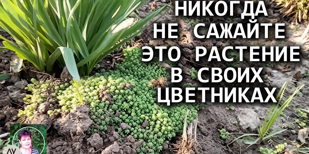 Очиток шестирядный: почему я категорически не советую сажать это растение в своем саду (и чем его заменить)