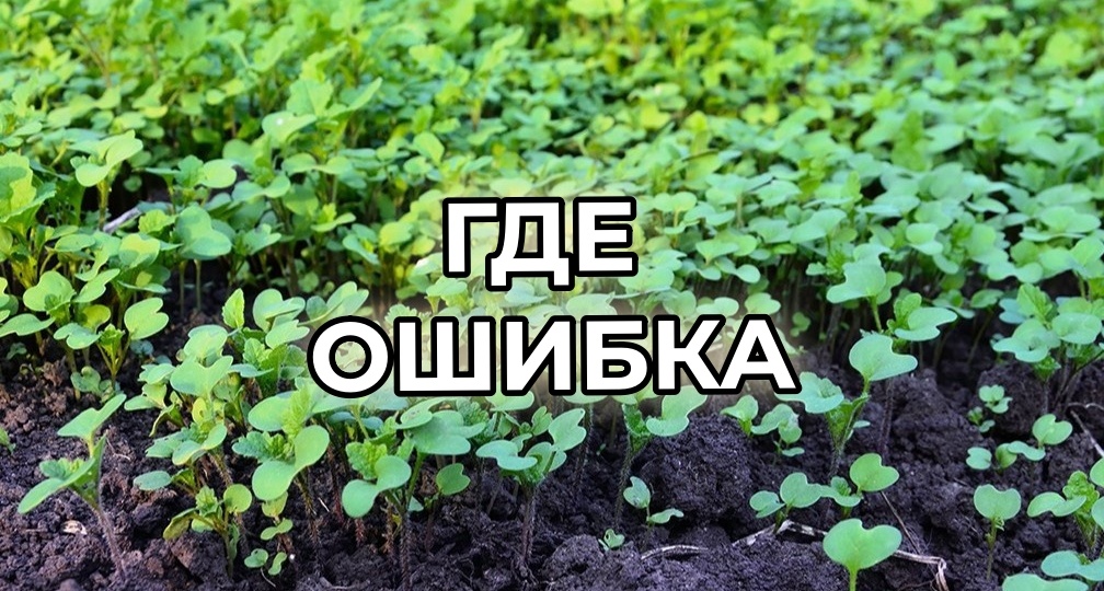 Когда сеять горчицу как сидерат: осталось 10 дней, иначе сидерат не сработает