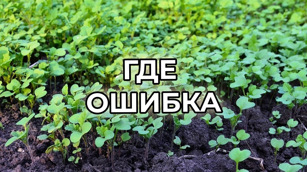 Такие дружные всходы горчица даёт, если посеять вовремя и не на бедной земле