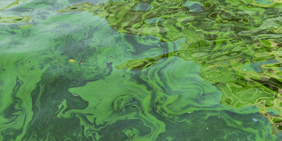 Нанопорный сенсор EPFL обнаруживает токсины цианобактерий в воде с рекордной чувствительностью