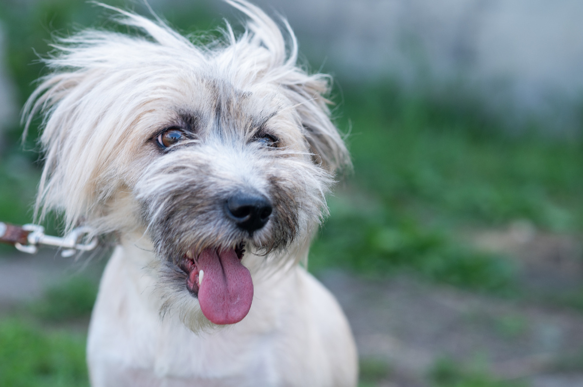 Каждый день мы переживаем: вдруг завтра не на что будет купить ей жизненно необходимый корм?