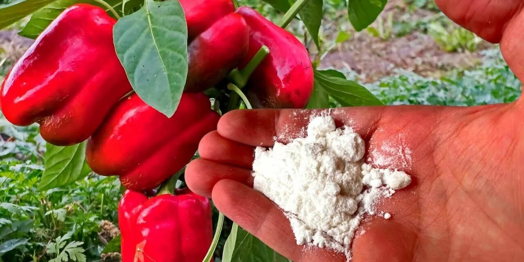 Перец чем подкормить в августе чтобы быстро спел и был вкусным?