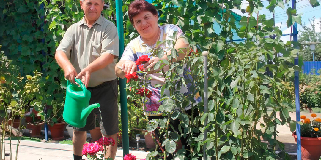 Сад, который мы строим сами: как в Ленинградском округе выбирали лучшее подворье