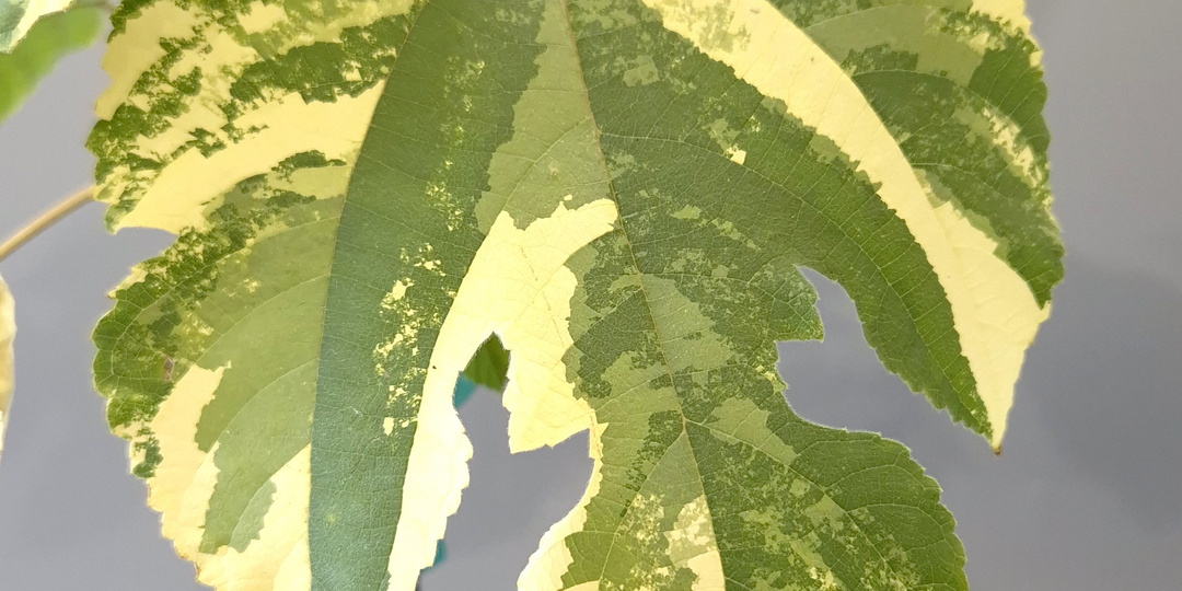 Вариегатная Шелковица, лат: Morus alba Variegata)