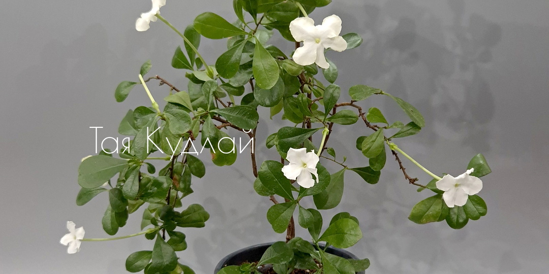 Брунфельсия нитида, лат: Brunfelsia nitida