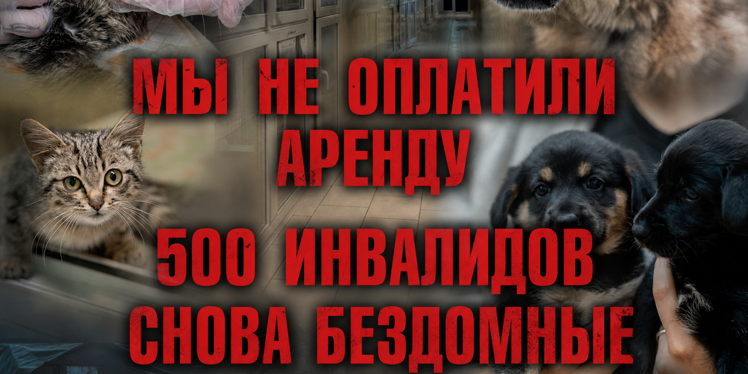 Мы не собрали на АРЕНДУ даже половину! А животные сидят БЕЗ ЛЕЧЕНИЯ!