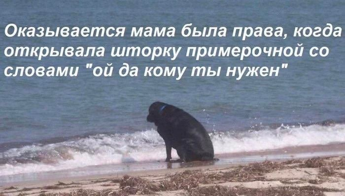 13 забавных мемов про животных. Или это юмор про людей? часть7