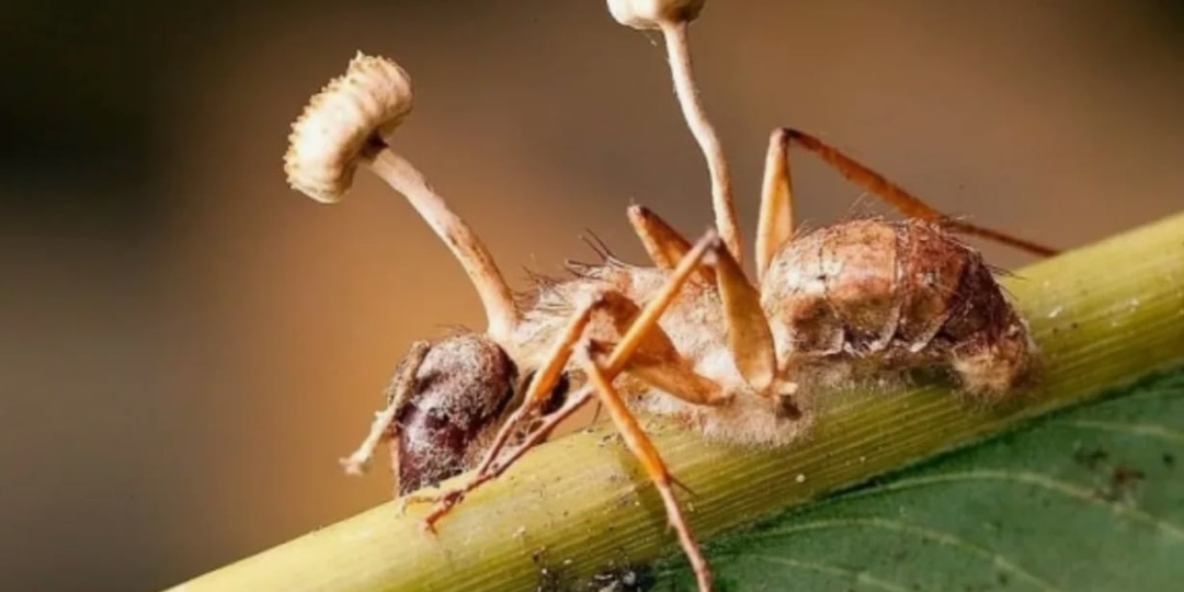 Зомби‑гриб, который управляет муравьями: реальная история Ophiocordyceps unilateralis