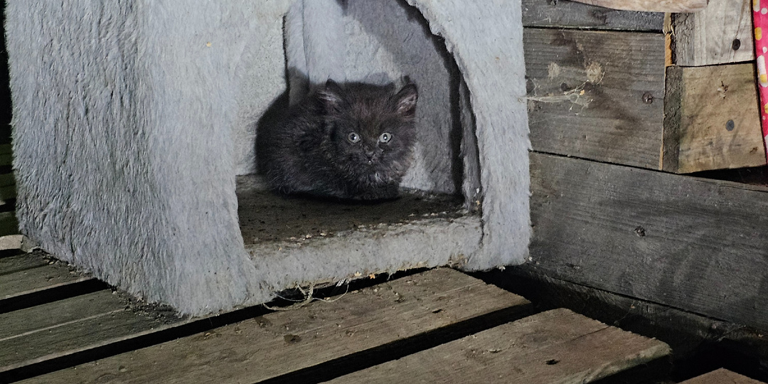 Помогите. Помогите спасти. Кошек. В приюте.