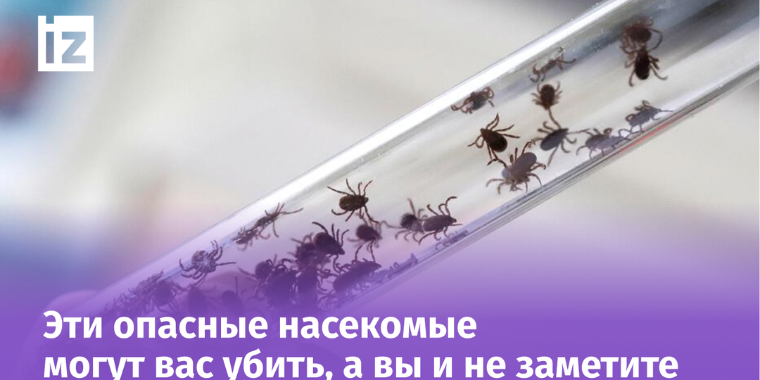 Клещи-невидимки терроризируют россиян: врачи бьют тревогу