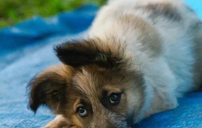 🐕 Пятнистое чудо ищет своих людей! 💛