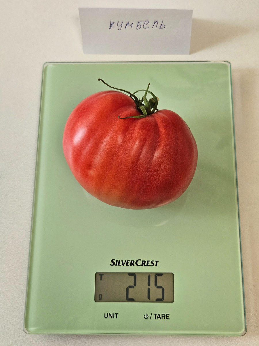 Сорт "Кумбель"