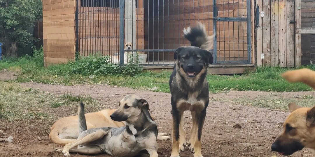 Проблем в приюте много, но благодаря ВАМ они решаются!
