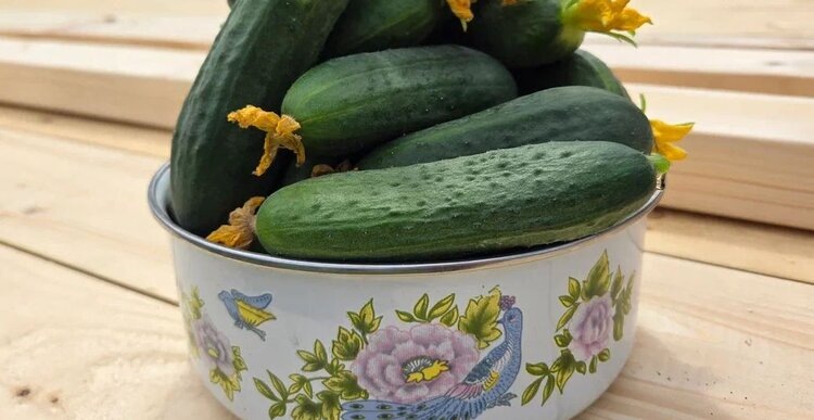 Почему маринованные огурцы получаются мягкими, а не хрустящими