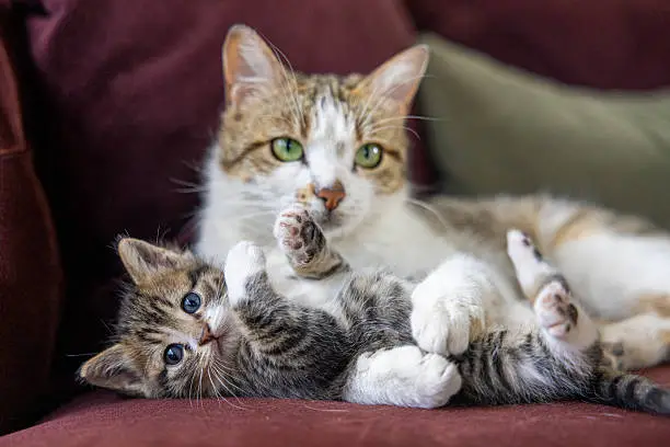 Кошачья любовь и не только...