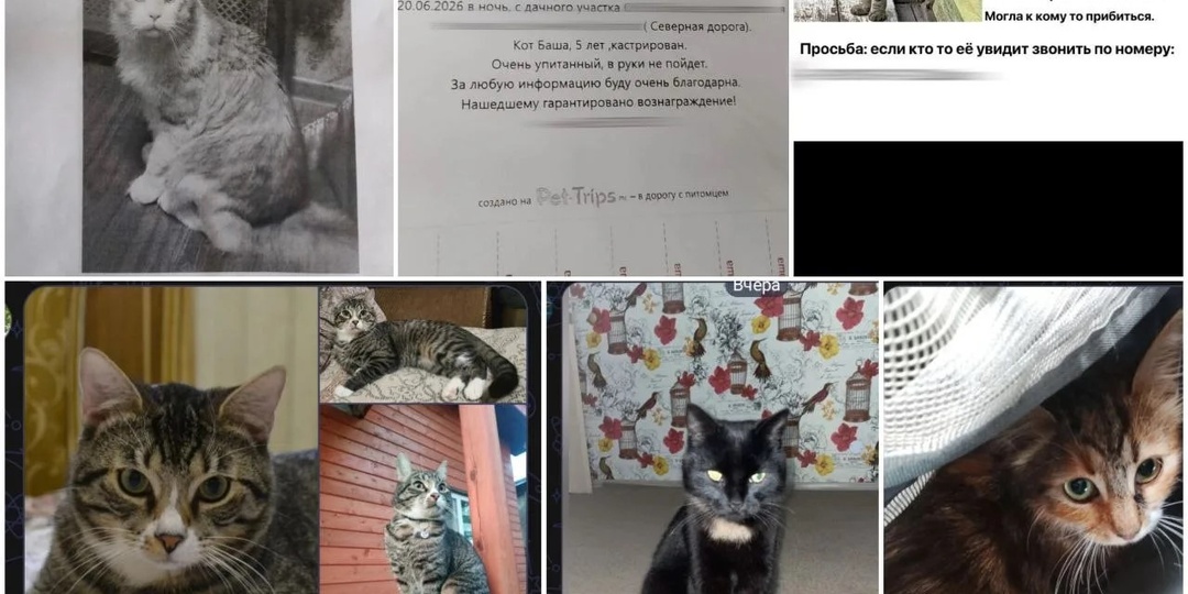 В нашем районе завелись живодеры. Местные жители советуют искать их в... Телеграме. А почему - в Телеграме?