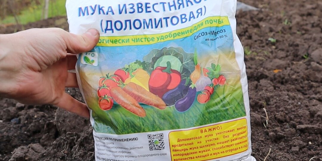 В августе-сентябре обработайте капусту этим средством и она станет более устойчивой к болезням и вредителям, а также вырастит крупный кочан.