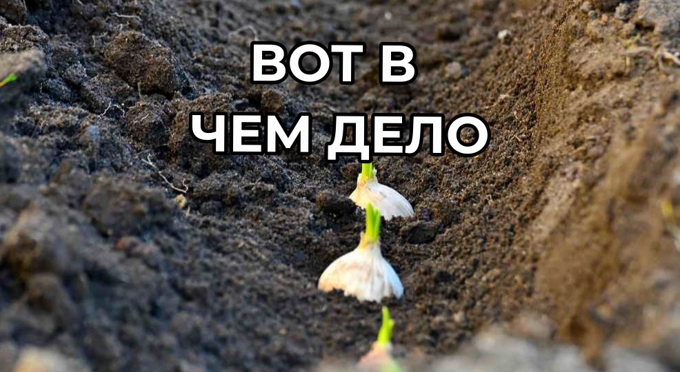 Как подготовить грядку под чеснок: 14 дней в запасе, иначе чеснок оголится