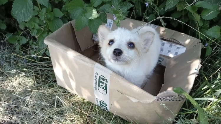 Кукла в коробочке выброшена