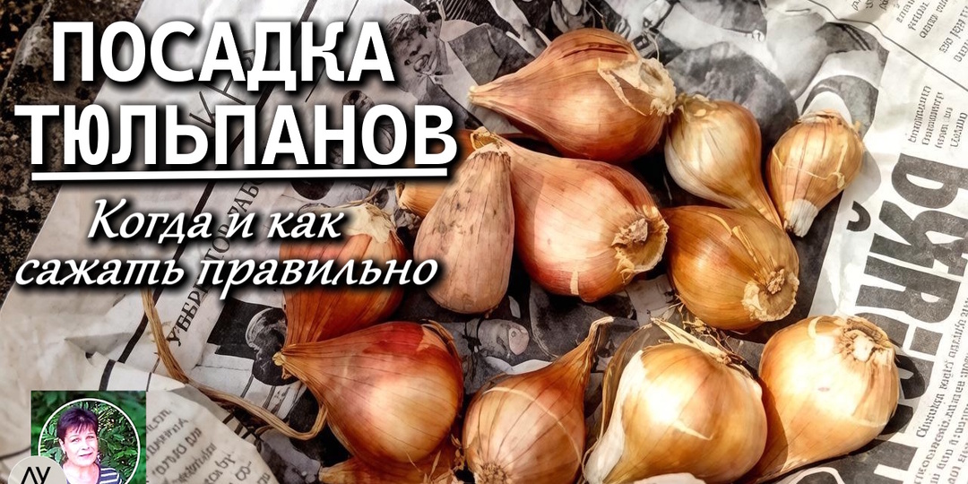 Когда сажать тюльпаны осенью: точные сроки, правила и ошибки, из-за которых вы останетесь без цветов