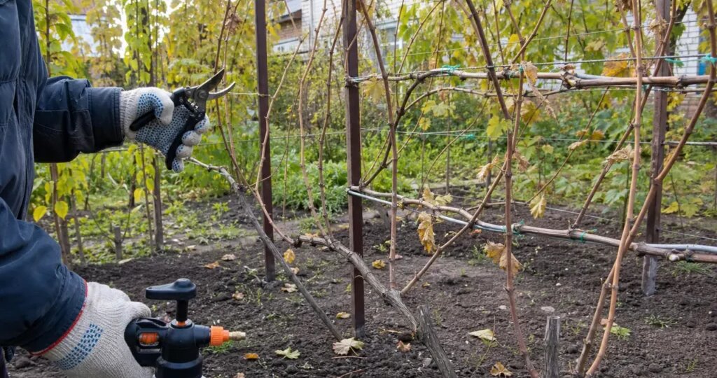 Чем обработать виноград после сбора урожая: санитария, болезни и подготовка лозы