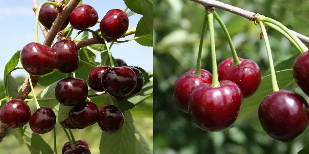 Вишня "Жуковская". Источник фото: https://astrussia.com/product/vishnya-gukovskaya/