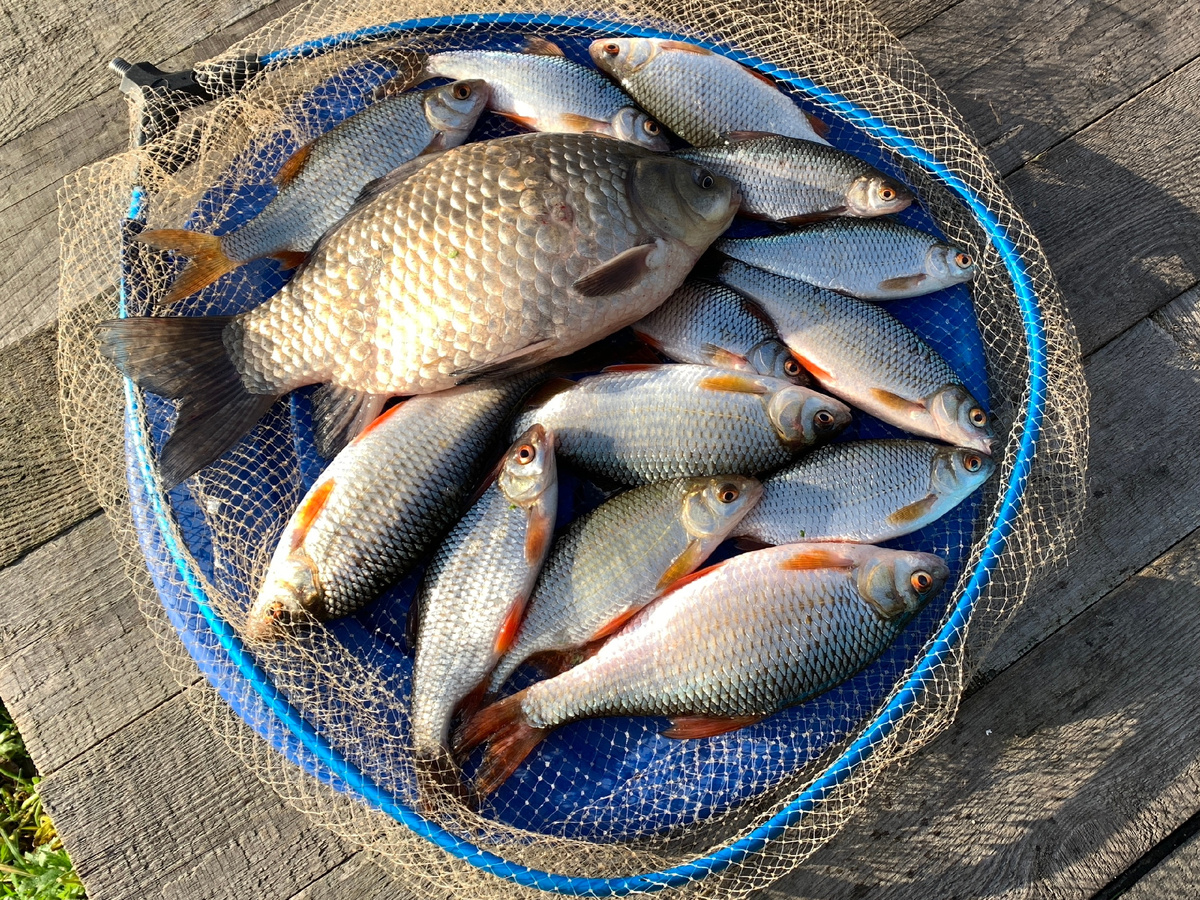 Крупный карась, пойманный в конце лета