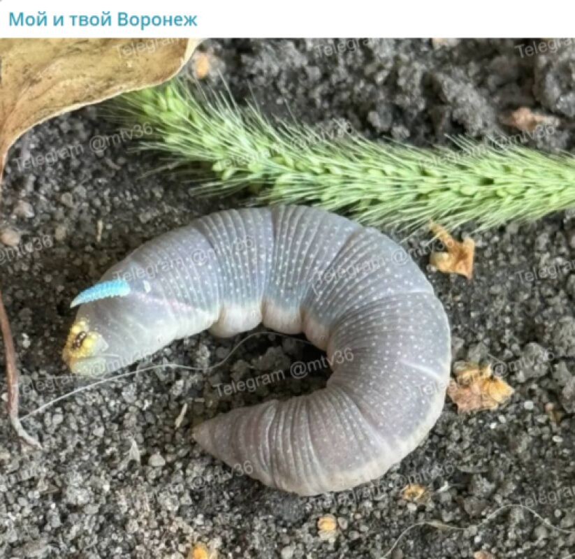    Фото: скриншот из соцсетей