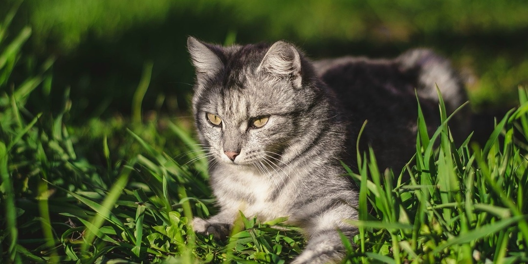 Человек, который не любил котов