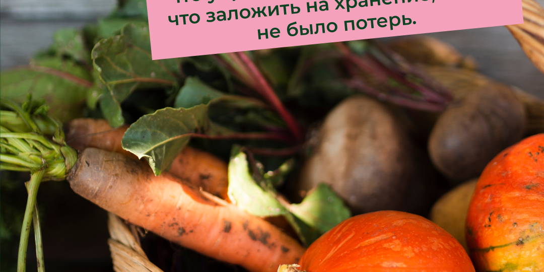 🥔🧅 Хранение урожая в августе: что убрать сразу, что просушить и как подготовить к зиме