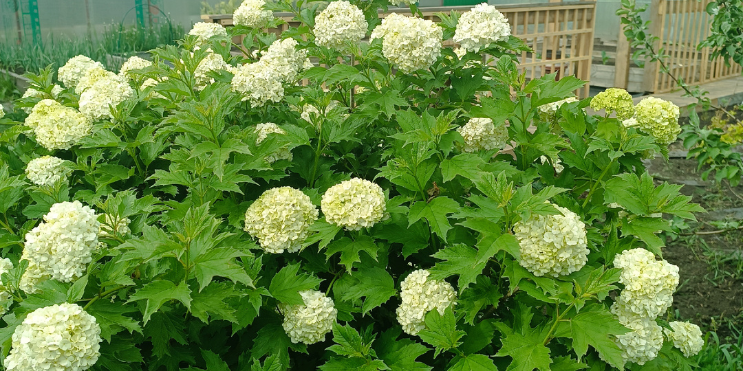 3 самых декоративных многолетних кустарника