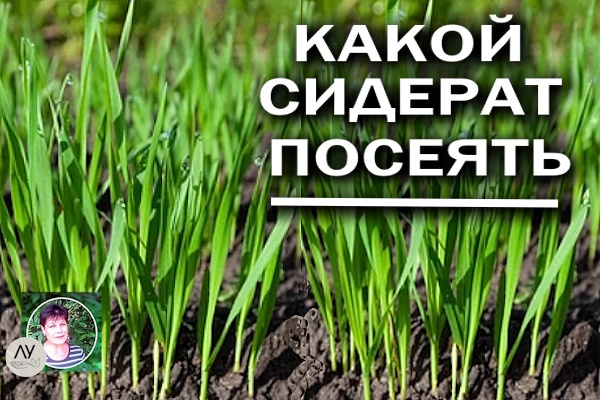 Сидераты для огорода: какой из них принесет больше пользы —инструкция для сомневающихся огородников.