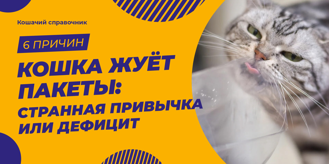 Кошка жуёт пакеты: странная привычка или дефицит