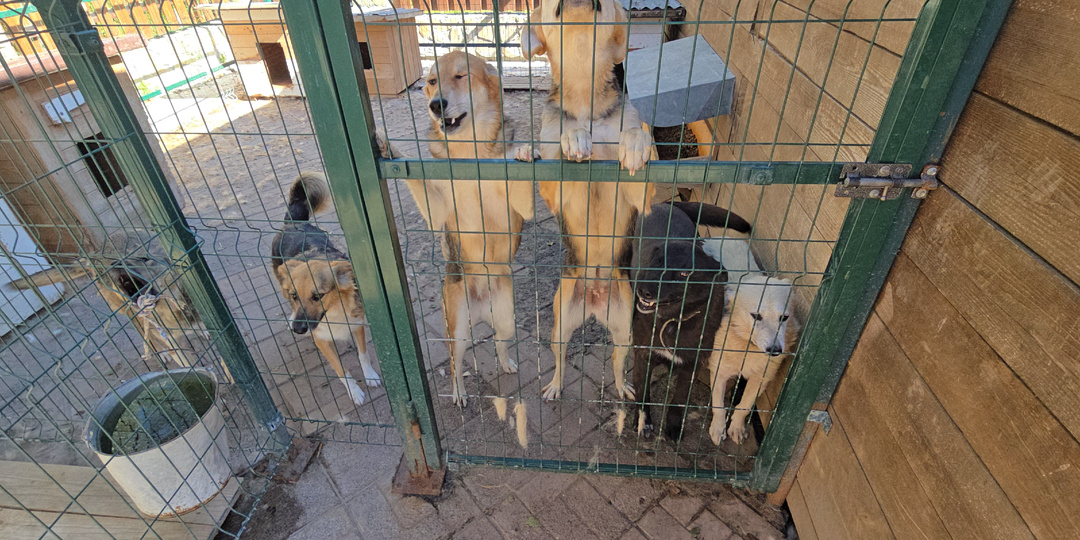 🐾 180 собак. 180 пар глаз смотрят на баки с едой. Каждое утро. 🐾