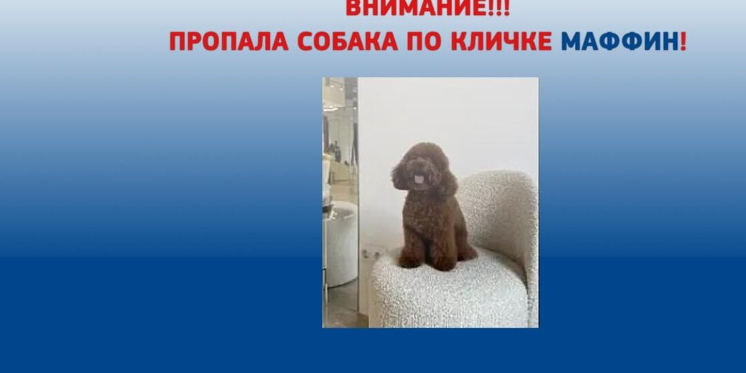 На М11 пропал минипудель по кличке Маффин
