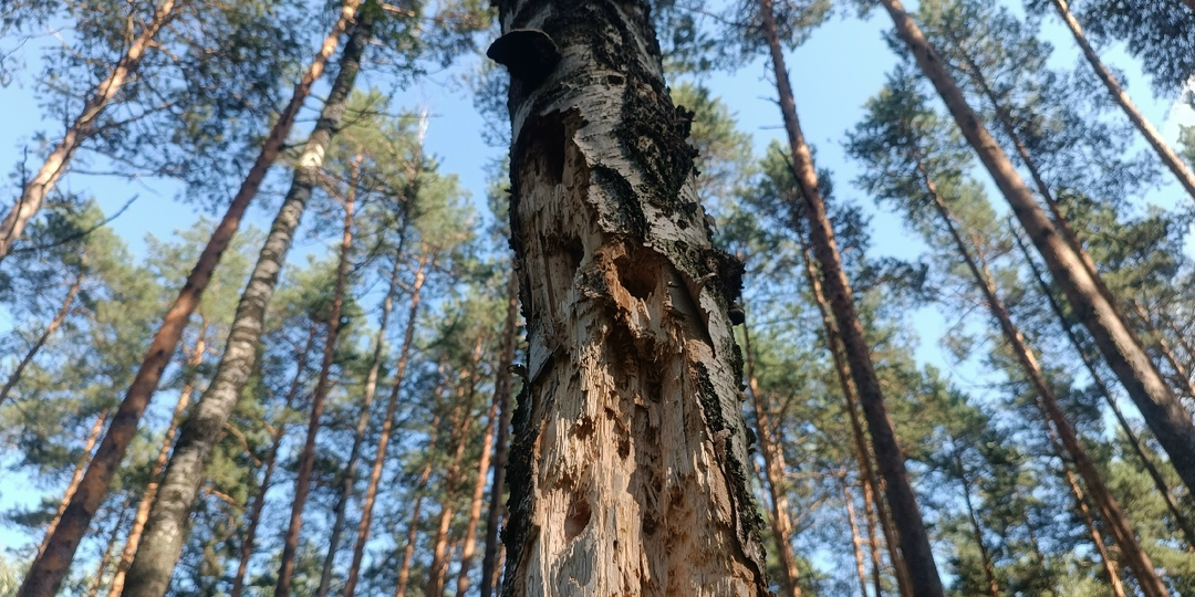 Пошли в лес за брусникой — а вернулись с загадкой