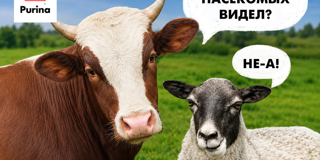 Как защитить домашний скот от насекомых